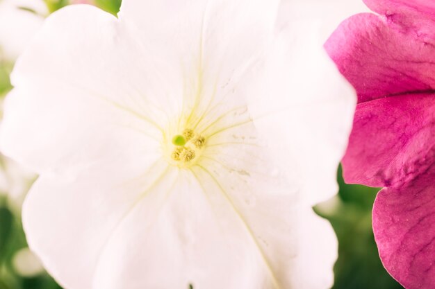Primer plano de una flor blanca que florece