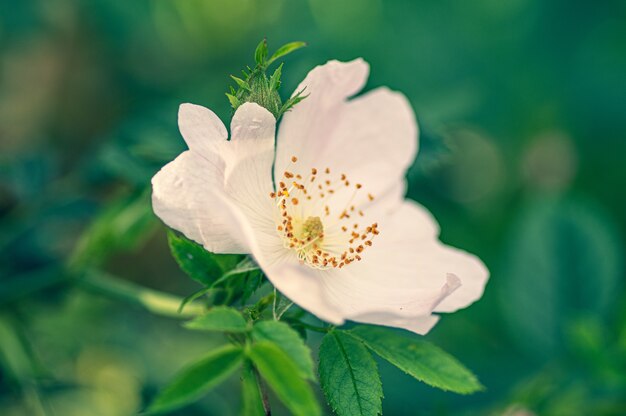 Primer plano de una flor blanca rosa rubiginosa