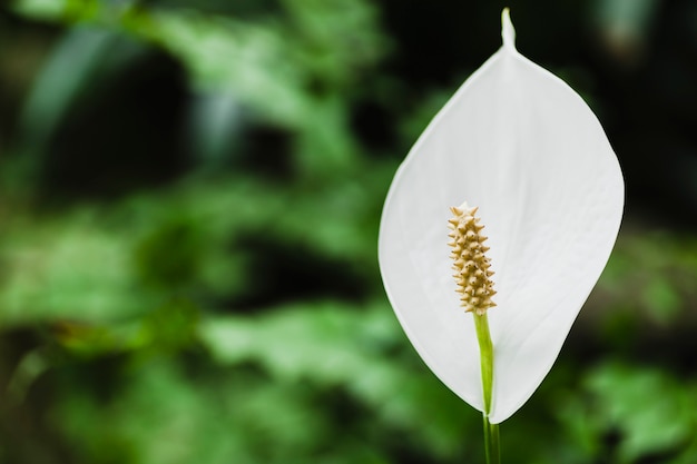 Primer plano flor blanca