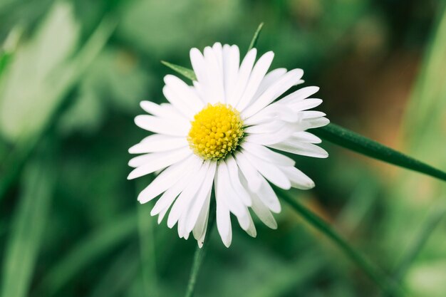 Primer plano de flor blanca
