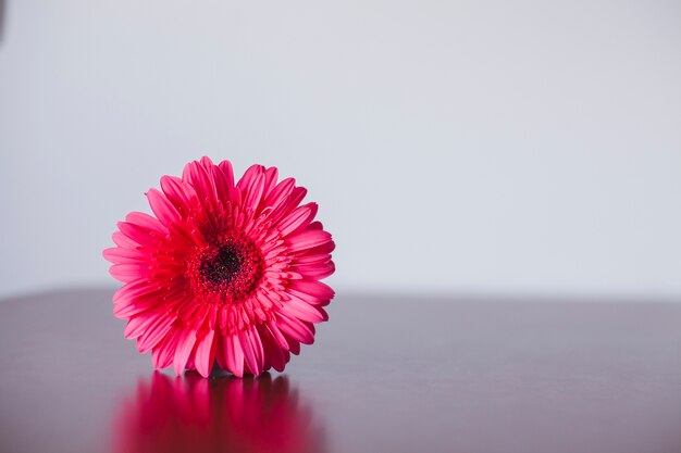 Primer plano de flor bonita