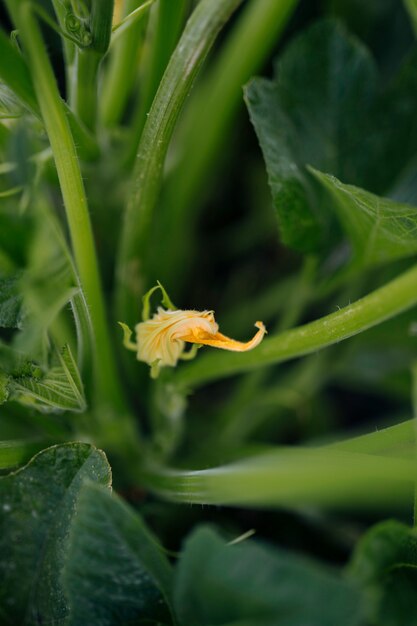 Primer plano de una flor de calabaza