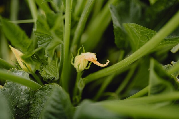 Primer plano de una flor de calabaza