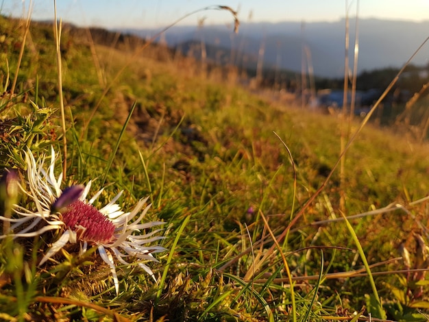 Primer plano de una flor en el campo durante la puesta de sol