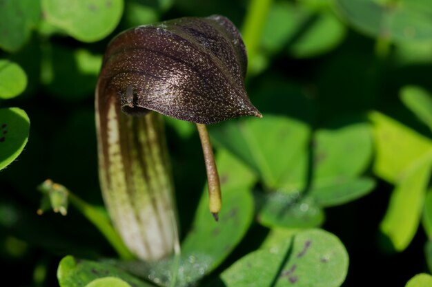 Primer plano de la flor de la capucha de Frair en la naturaleza