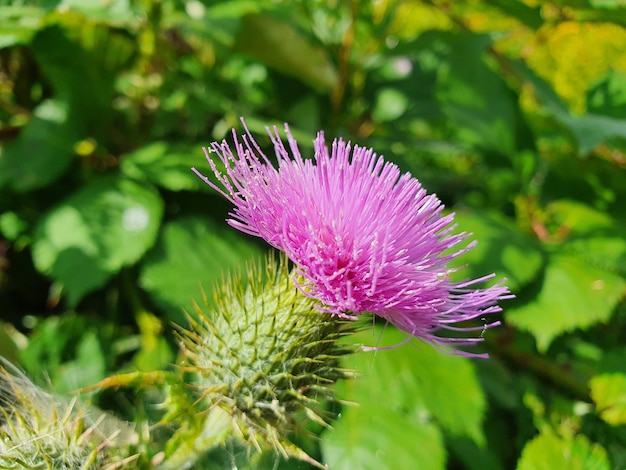 Primer plano de la flor de cardo lanza