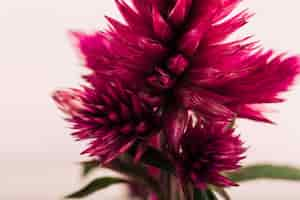 Foto gratuita primer plano de una flor celosia argentea