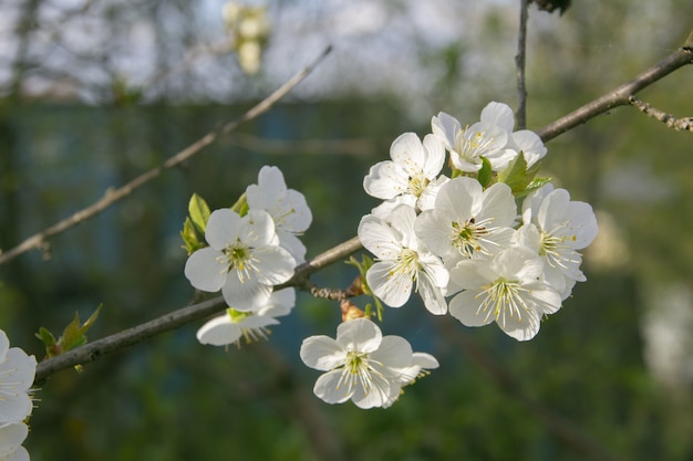 Primer plano de una flor de cerezo en un campo bajo la luz del sol durante el día