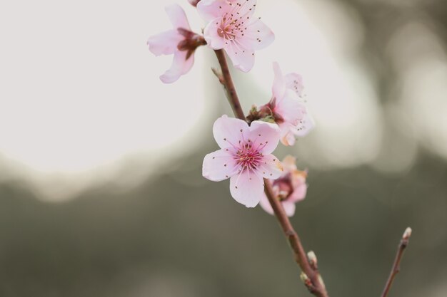 Primer plano de una flor de cerezo bajo la luz del sol en un jardín con una borrosa