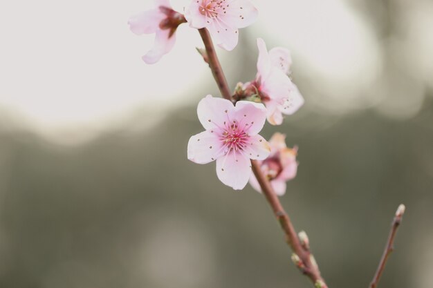 Primer plano de una flor de cerezo bajo la luz del sol en un jardín.