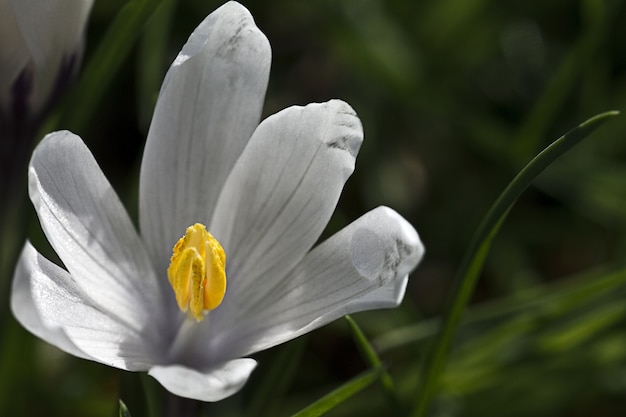 Primer plano de flor de colchicum