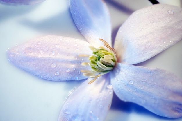 Primer plano de una flor de color violeta claro con gotas de agua