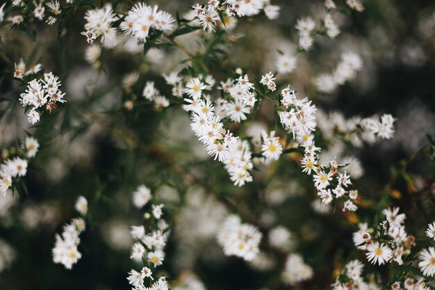 Primer plano de una flor cortadora blanca