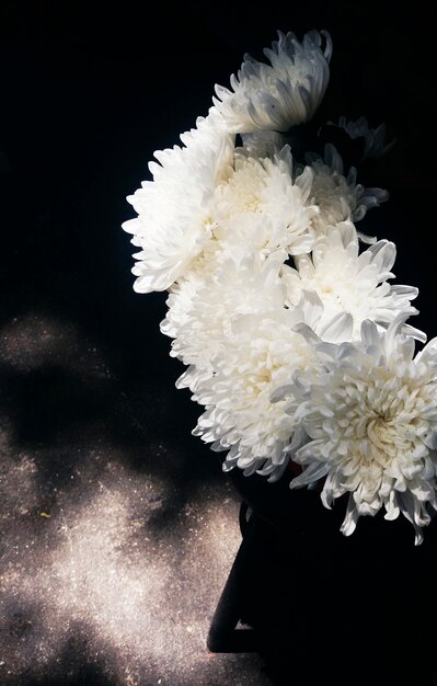 Primer plano de una flor de crisantemo blanco