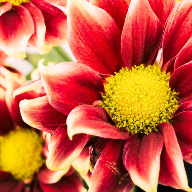 Primer plano flor de crisantemo rojo y amarillo