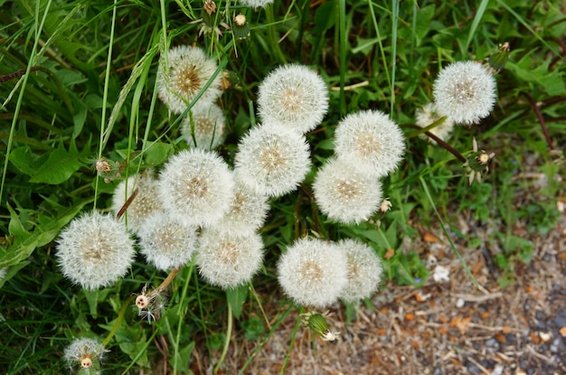 Primer plano de una flor de diente de león con un fondo borroso