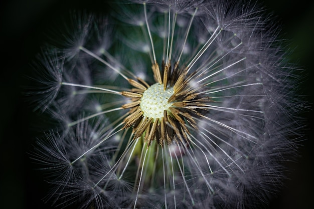 Primer plano de una flor de diente de león en el jardín