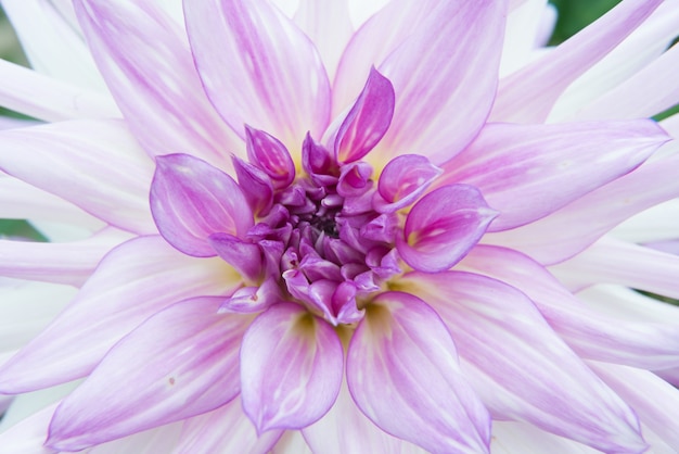 Primer plano de una flor exótica con pétalos de color púrpura y blanco