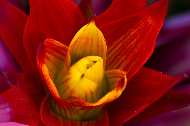 Foto gratuita primer plano de flor floreciendo