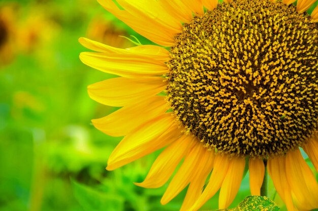 Primer plano de flor floreciente