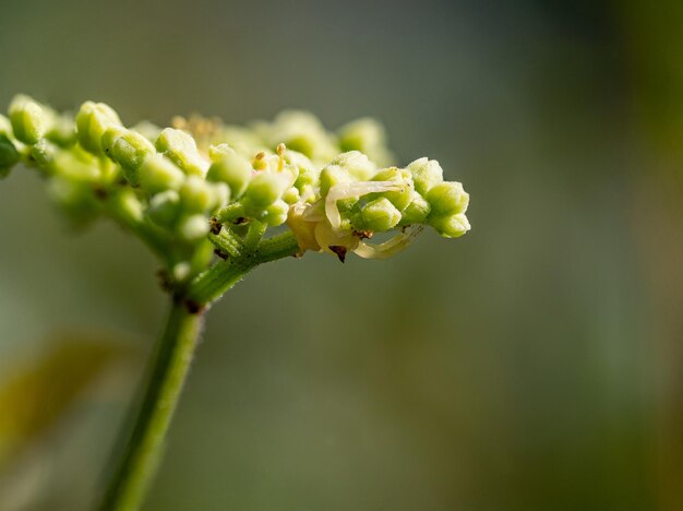 Primer plano de una flor con un fondo borroso en un día soleado