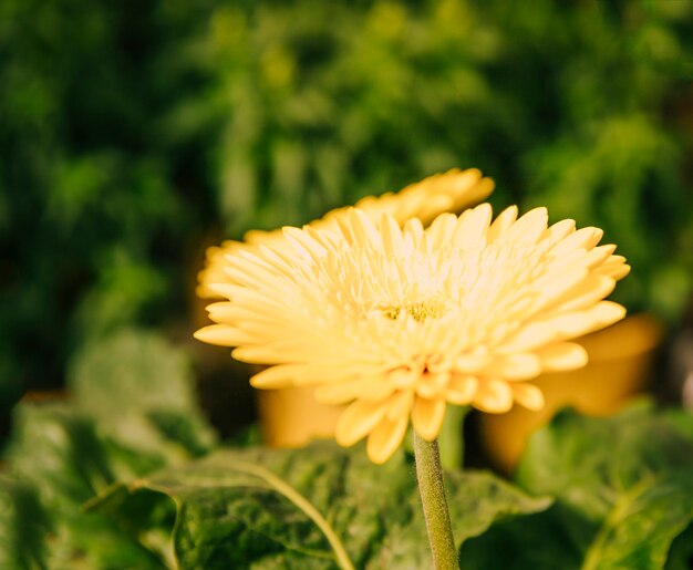 Primer plano de la flor de gerbera amarilla fresca