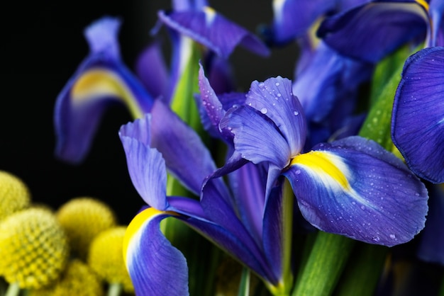 Primer plano de flor de iris