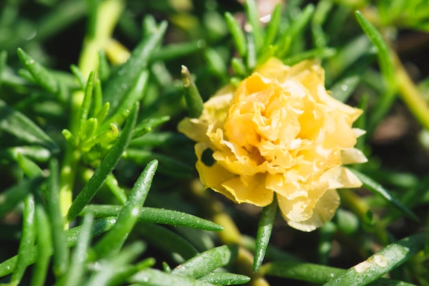 Primer plano de flor en el jardín