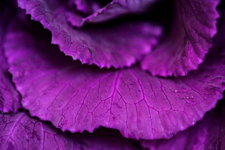 Foto gratuito primer plano de flor en el jardín