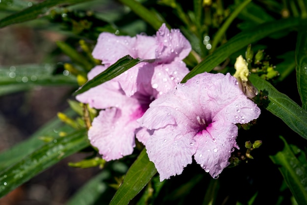 Foto gratuita primer plano de flor en el jardín