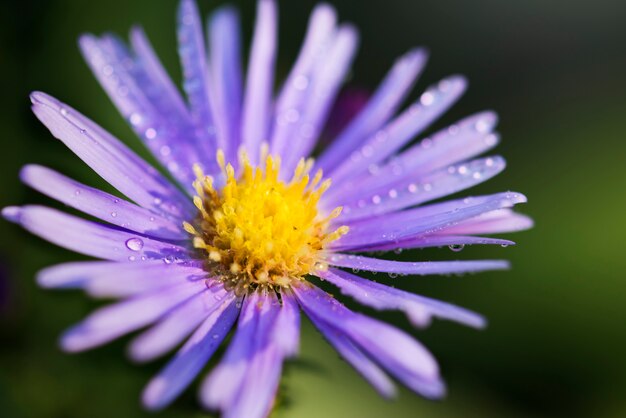 Primer plano de flor en el jardín