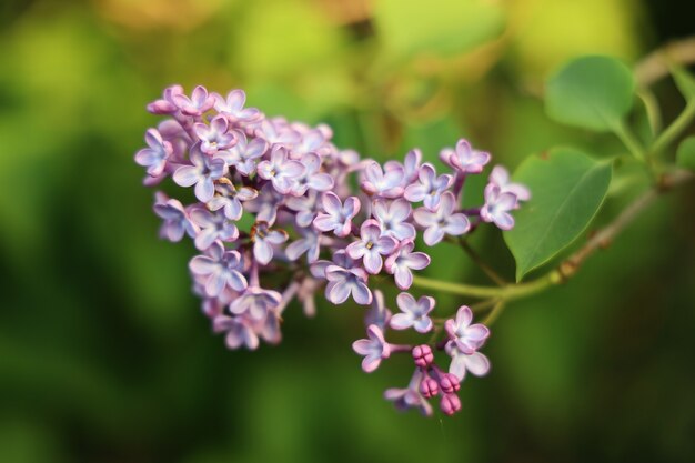 Primer plano de una flor lila con un fondo borroso