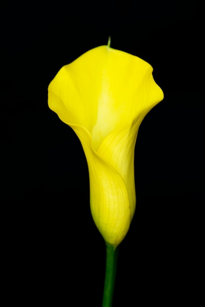 Primer plano de flor de lirio en flor