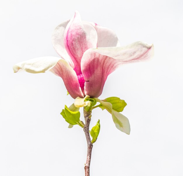 Primer plano de flor de magnolia