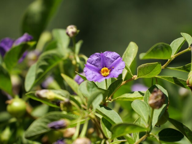 Primer plano de una flor de manzana canguro de Tasmania púrpura floreciente