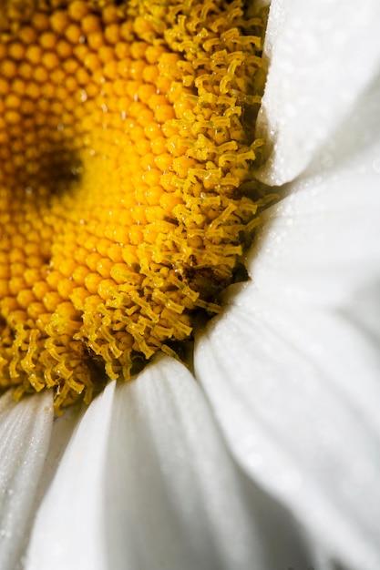 Primer plano de la flor de la margarita blanca