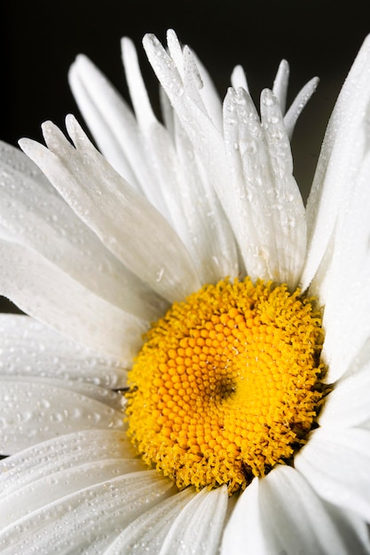 Primer plano, de, flor de la margarita