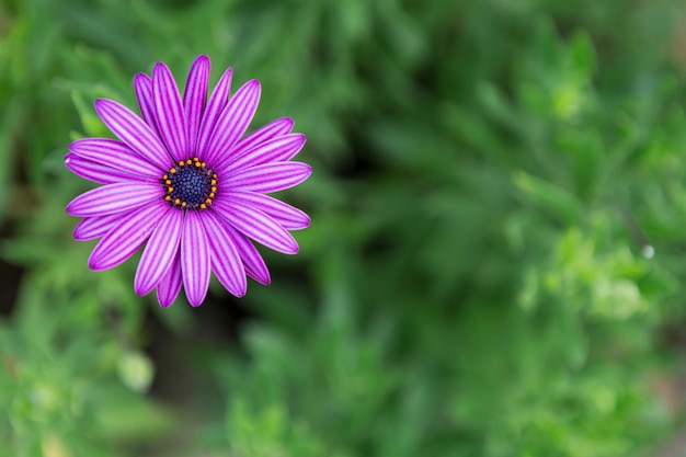 Primer plano de flor morada con fondo borroso