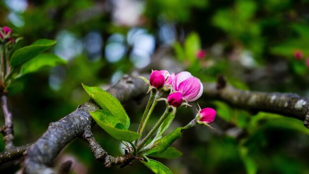 Primer plano de una flor morada en una rama