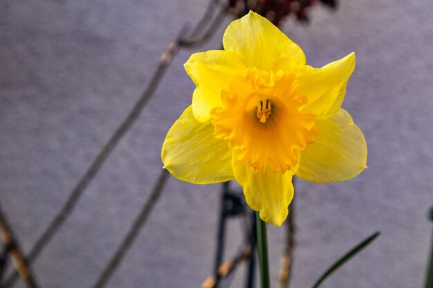 Primer plano de una flor de narciso amarillo con hormigón en el fondo