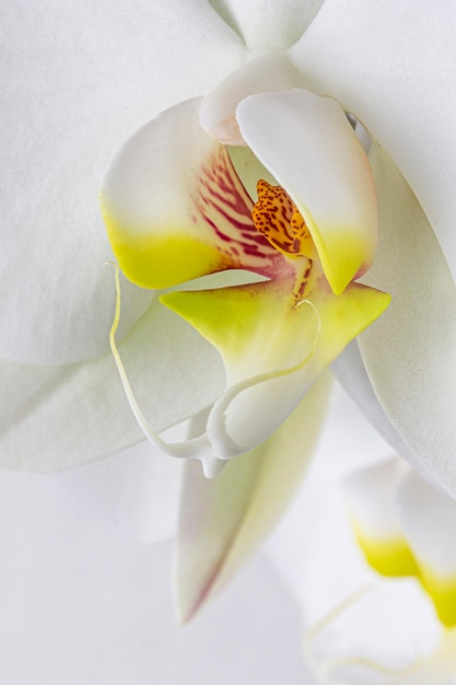 Primer plano de la flor de la orquídea blanca