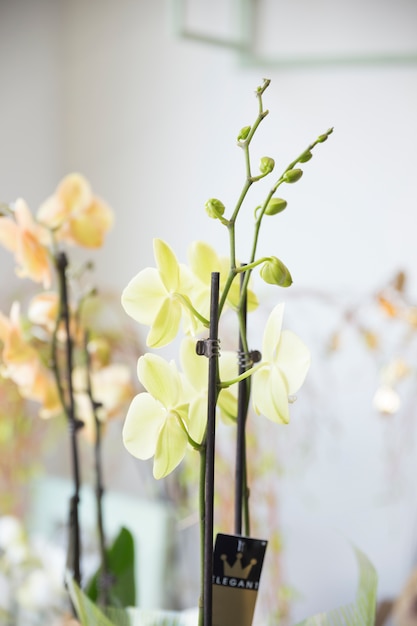 Primer plano de una flor de orquídea exótica con brotes