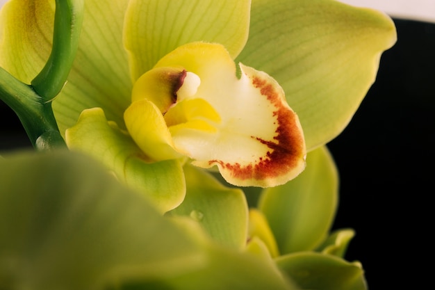 Primer plano de la flor de la orquídea