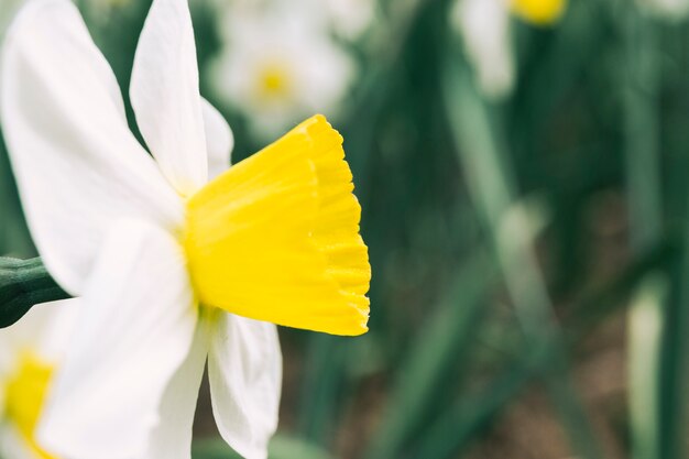 Primer plano de la flor de primavera blanca