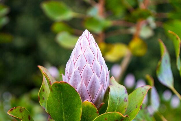 Primer plano de una flor de protea rey cerrada