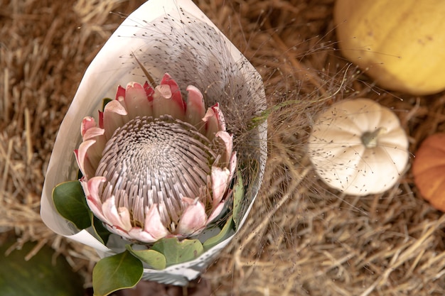 Primer plano de una flor de protea sobre un fondo borroso