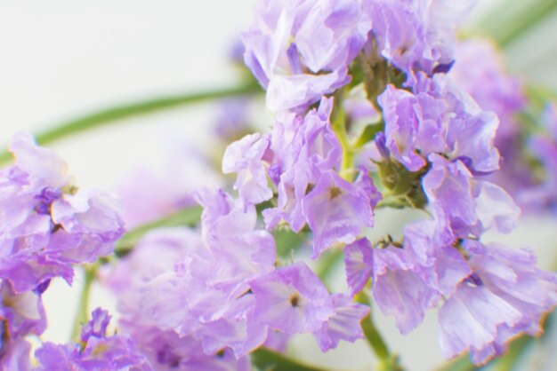 Primer plano de la flor púrpura de Statice