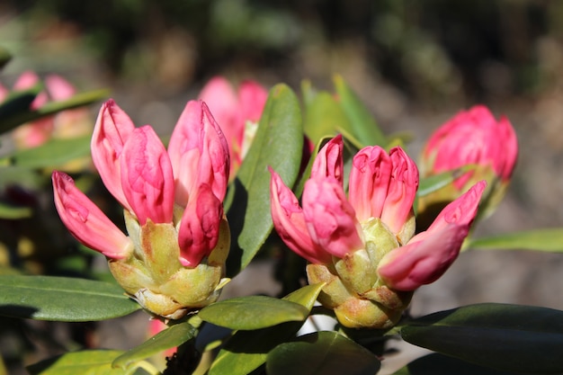 Foto gratuita primer plano de la flor de rododendro rosa en el jardín en un día soleado