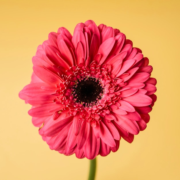 Primer plano flor roja en amarillo