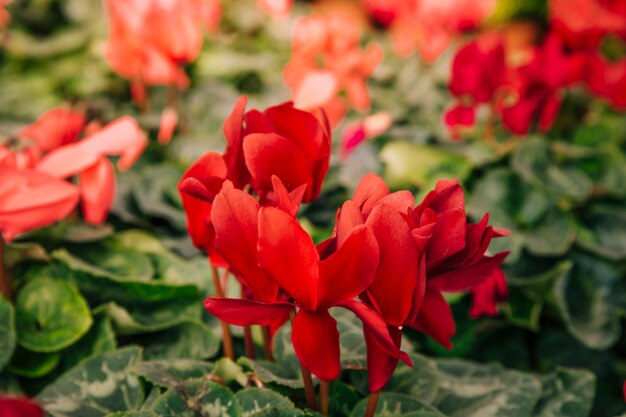 Primer plano de flor roja exótica brillante
